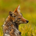 calamitycoyote-reblogs avatar