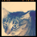 calamityofhumanity avatar