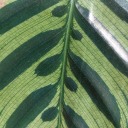 calathea-leafs avatar