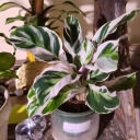 calatheacutie avatar