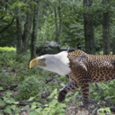 calculatedmadness avatar