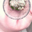 caleb-tufflungs avatar