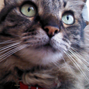 caleidoscopiosemlogica avatar