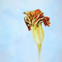 calendul-yeah avatar