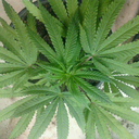 cali707king-blog avatar