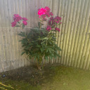 calicalicali728 avatar