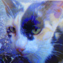 calico-img avatar