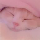 calicocollections avatar