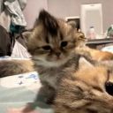 calicodrabblesaboutmonsters avatar