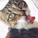 calicoisthenewblack-blog avatar