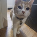 calicoscrashouts avatar