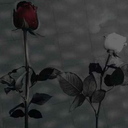 calidos-abrazos avatar