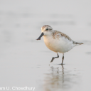 calidris-pygmaea avatar