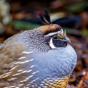 california-quails avatar