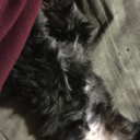 california1232 avatar