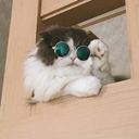 californiaadreaming avatar