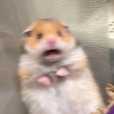 californiacalls avatar