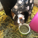 californiacozy avatar