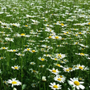 californiadreamin678 avatar