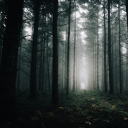 californiaooo avatar