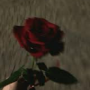 call-me-rose-or-sushi avatar