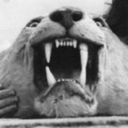 calle411-blog avatar