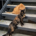 calleytheginge avatar