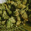 calliecrossroads avatar