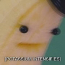 calling-all-cats avatar