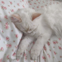 calliopestarlight avatar