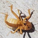 calliphoridaex avatar