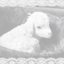 callitsacrilege avatar