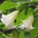 callmethegarden avatar