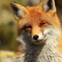 callofthewild avatar