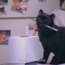 callsign-blue avatar