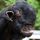 callused-smooth avatar