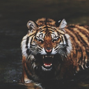 calmandcoolasaseacucumber avatar