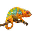 cam-the-chameleon avatar