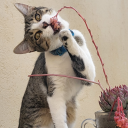 camaleondeplastilina avatar