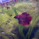 cambarellusenjoyer avatar