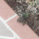 cambrianclusterfuck avatar