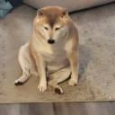 cambridge-nps avatar