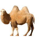 camelcasebestcase avatar