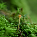 camera-in-hand avatar