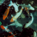 cameronomenon avatar