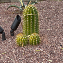 camgans-plantdiary avatar