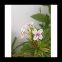 camilacetina-blog avatar