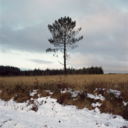 camillerosset avatar