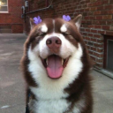 camino-de-flores avatar