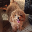 camlikespizza avatar